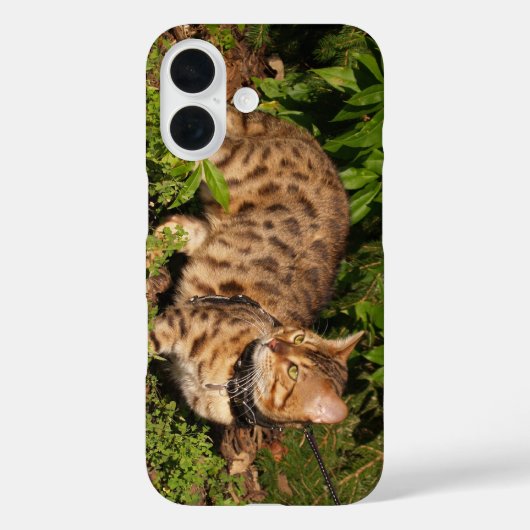 Savannah Cat Case (Rückseite)