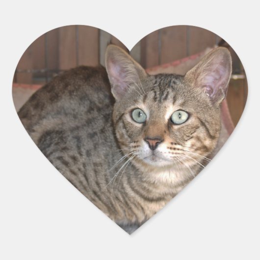 Savannah Cat Heart Sticker (Vorderseite)