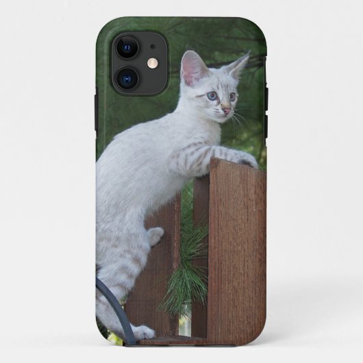Savannah Cat iPhone 5 Case-Mate Barely Dort Hülle (Rückseite)