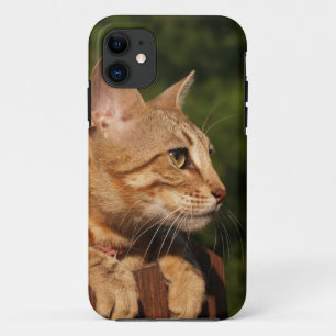 Savannah Cat iPhone 5 Case-Mate Barely Dort Hülle