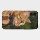 Savannah Cat iPhone 5 Case-Mate Barely Dort Hülle (Rückseite (Horizontal))
