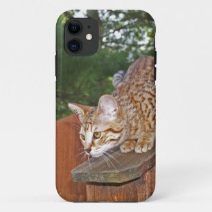 Savannah Cat iPhone 5 Case-Mate Barely Dort Hülle