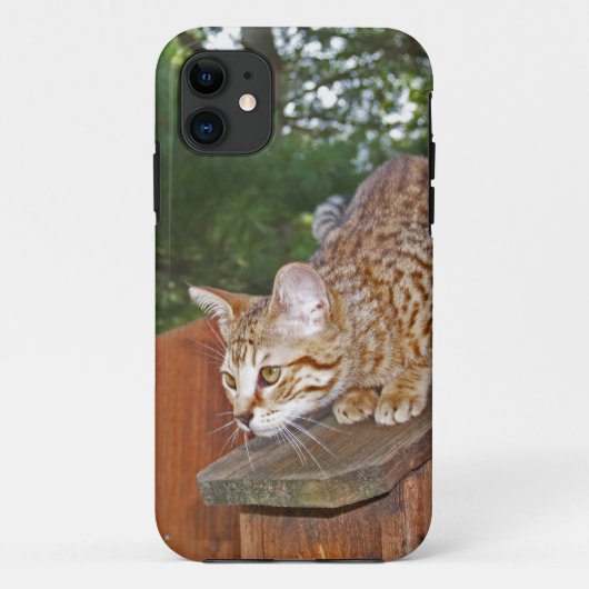 Savannah Cat iPhone 5 Case-Mate Barely Dort Hülle (Rückseite)