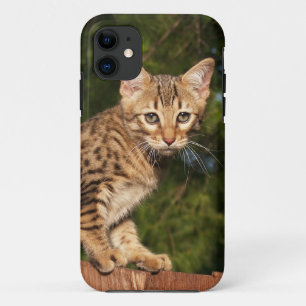 Savannah Cat iPhone 5 Case-Mate Barely Dort Hülle