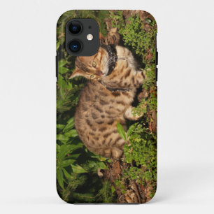 Savannah Cat iPhone 5 Case-Mate Barely Dort Hülle