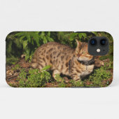 Savannah Cat iPhone 5 Case-Mate Barely Dort Hülle (Rückseite (Horizontal))