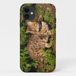 Savannah Cat iPhone 5 Custom Case-Mate-ID Case-Mate iPhone Hülle