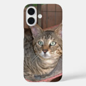 Savannah Cat Phone Case (Rückseite)