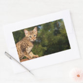 Savannah Cat Rectangle Sticker (Umschlag)