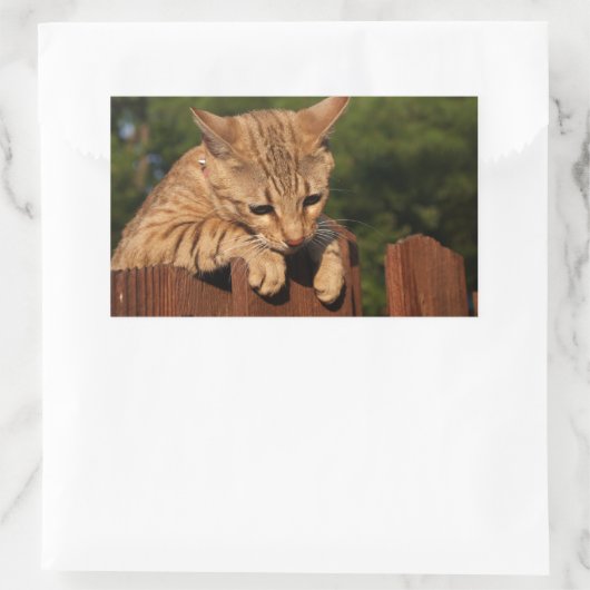 Savannah Cat Rectangle Sticker (Tasche)
