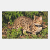 Savannah Cat Rectangle Sticker (Vorderseite)