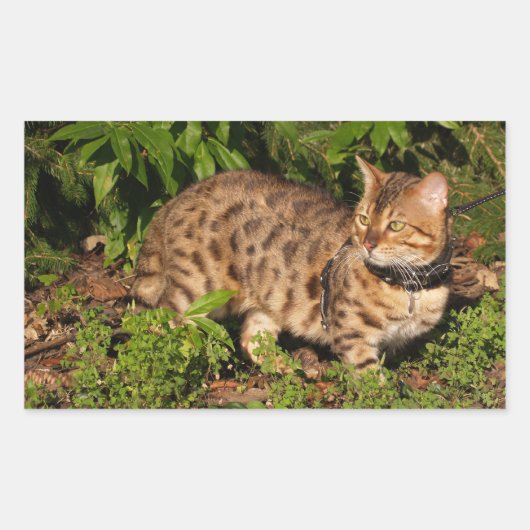 Savannah Cat Rectangle Sticker (Vorderseite)