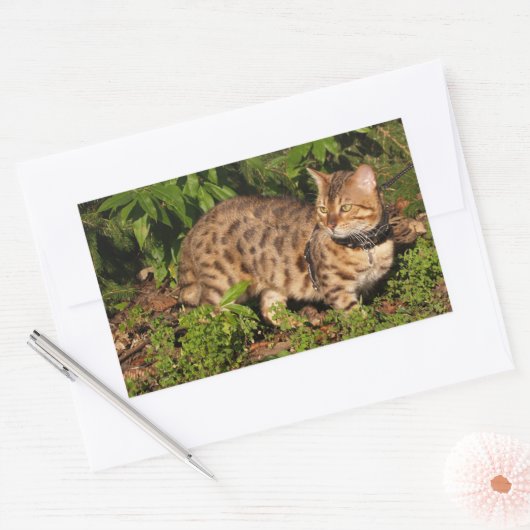 Savannah Cat Rectangle Sticker (Umschlag)