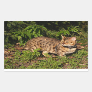Savannah Cat Rectangle Sticker