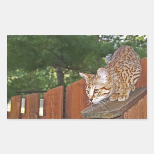 Savannah Cat Rectangle Sticker (Vorderseite)