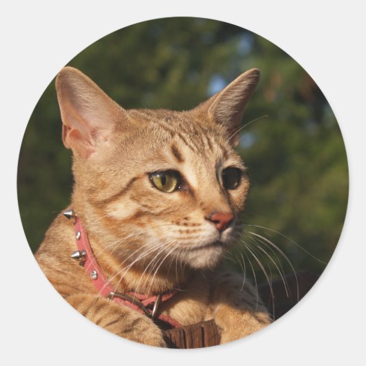 Savannah Cat Round Sticker (Vorderseite)