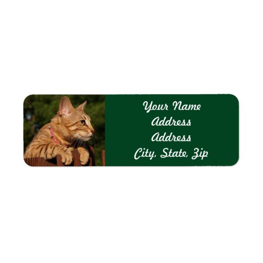 Savannah Cat Rücksendeadresse Sticker (Vorne)