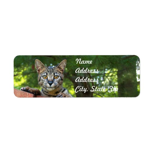 Savannah Cat Rücksendeadresse Sticker (Vorne)