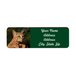 Savannah Cat Rücksendeadresse Sticker
