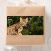 Savannah Cat Shipping Label (Insitu)