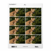 Savannah Cat Shipping Label (Vorne)