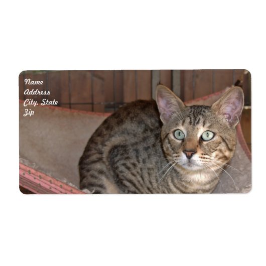 Savannah Cat Shipping Label (Vorne)