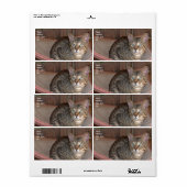 Savannah Cat Shipping Label (Vorne)