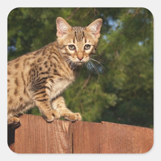 Savannah Cat Square Sticker (Vorderseite)