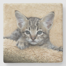 Savannah Cat Square Untersetzer