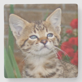 Savannah Cat Square Untersetzer