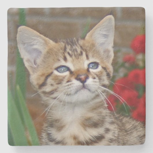 Savannah Cat Square Untersetzer (Vorderseite)