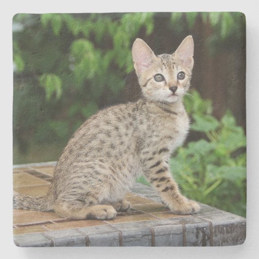 Savannah Cat Square Untersetzer (Vorderseite)