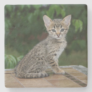 Savannah Cat Square Untersetzer