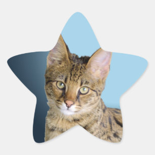 Savannah Cat Stern-Aufkleber
