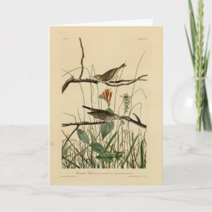 Savannah Finch (Sparrow) Audubon Birds of America Karte