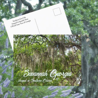 Savannah GA Spanish Moss trockenes Live Oaks Foto Postkarte