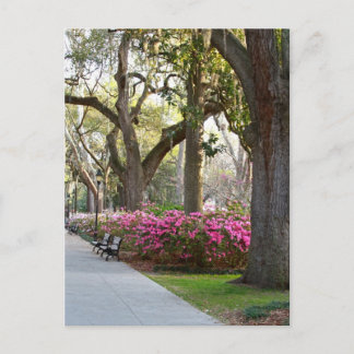 Savannah Georgia im Spring Forsyth Park Azaleas Oa Postkarte