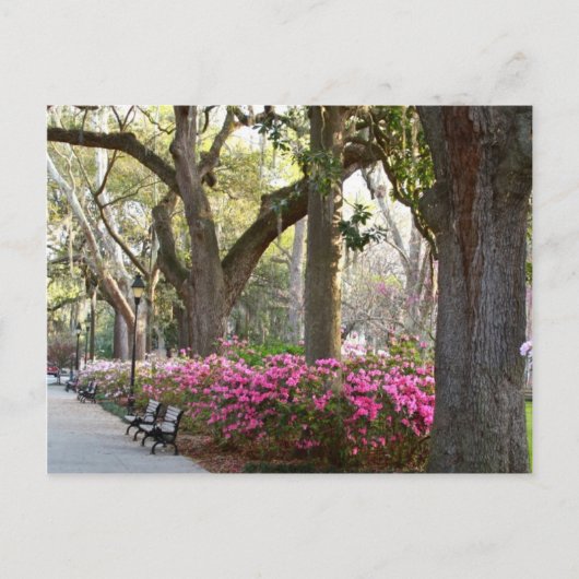 Savannah Georgia im Spring Forsyth Park Azaleas Oa Postkarte (Vorderseite)