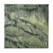 Savannah, Georgia, Live-Eiche mit Fliese (Vorderseite)