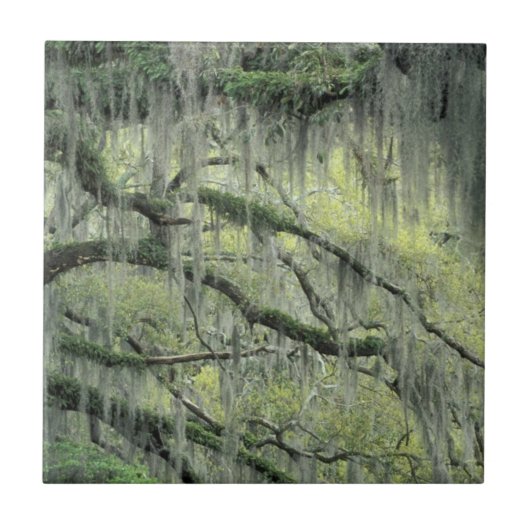 Savannah, Georgia, Live-Eiche mit Fliese (Vorderseite)