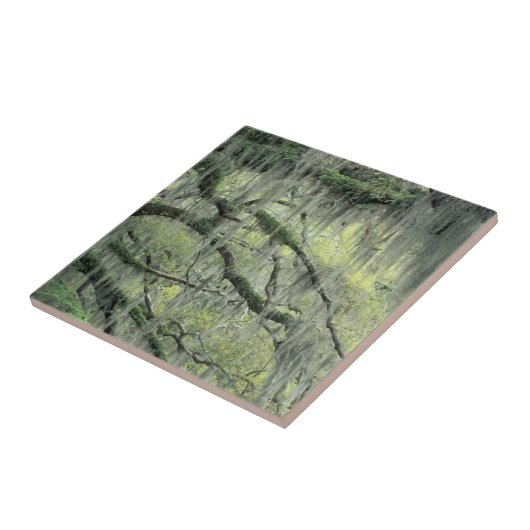 Savannah, Georgia, Live-Eiche mit Fliese (Seite)