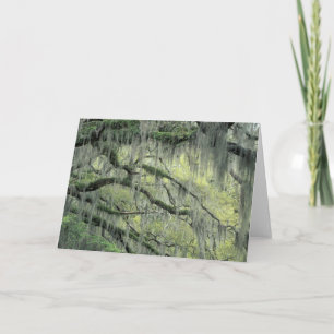 Savannah, Georgia, Live-Eiche mit Karte