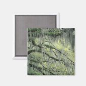 Savannah, Georgia, Live-Eiche mit Magnet (Vorderseite/Rückseite)