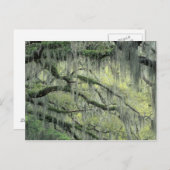 Savannah, Georgia, Live-Eiche mit Postkarte (Vorne/Hinten)