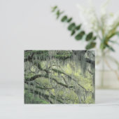 Savannah, Georgia, Live-Eiche mit Postkarte (Stehend Vorderseite)