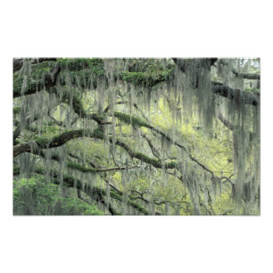 Savannah, Georgia, Live Oak Baum behangen mit Fotodruck