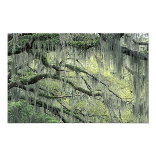 Savannah, Georgia, Live Oak Baum behangen mit Fotodruck (Vorne)