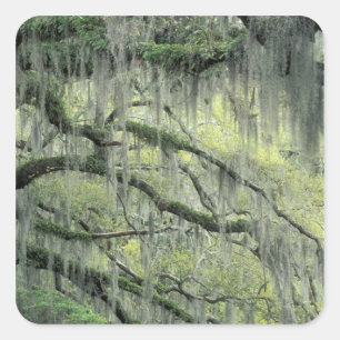 Savannah, Georgia, Live Oak Baum behangen mit Quadratischer Aufkleber