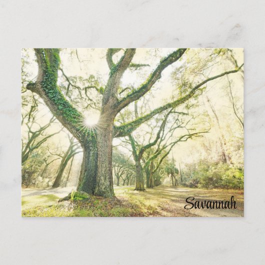 Savannah Georgia Southern Live Oak Tree Postkarte (Vorderseite)