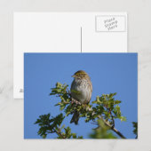 Savannah Gorgeous Postkarte (Vorne/Hinten)